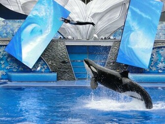 Shamu Wallpaper