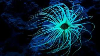 Sea Anemone 1080p Wallpaper Imgprix