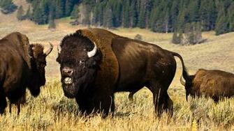 Wallpaper Wiki Buffalo Desktop Pic Wpb0013422