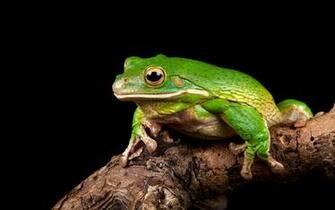 Frog Computer Wallpaper Desktop Background Id