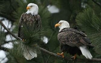 Bald Eagle HD Wallpaper American Pictures
