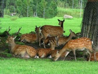 Deer Wallpaper Full HD
