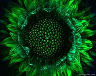 Amazing 3d Green Sun Flower Wallpaper Desktop