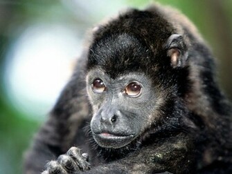 Related Wallpaper Animals Monkeys Monkey