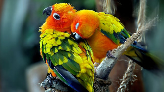 Beautiful Birds Wallpaper