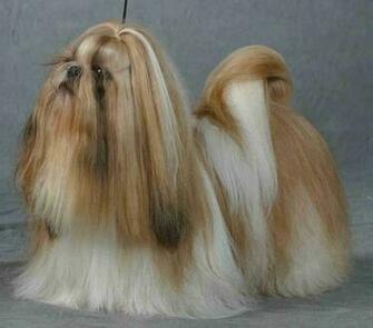 Shih Tzu Dogs Wallpaper HD Walls Find
