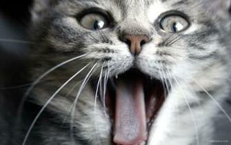 Net Cute Fluffy Kitten HD Desktop Wallpaper Widescreen Pictures