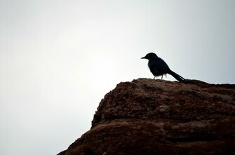 Birds Silhouette Wallpaper Desktop