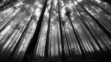 Anime Forest Background