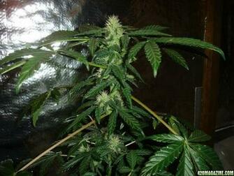 Og Kush Plant Wallpaper Ing Gallery