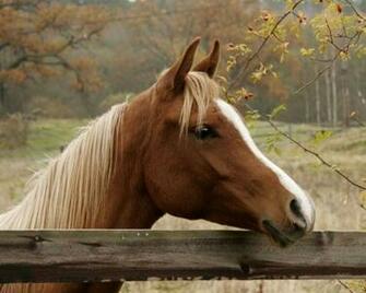 Autumn Horse Pictures Wallpaper For Your Desktop