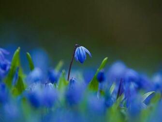 Blue Grass Wallpaper
