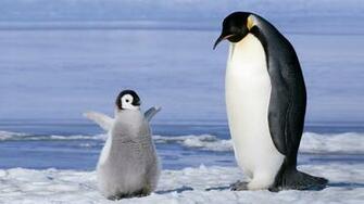 Penguin HD Wallpaper Background Image