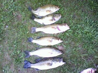 Largemouth Bass Wallpaper Fish