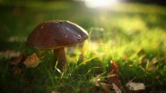 Small Mushroom Wallpaper Best Desktop Image Cool