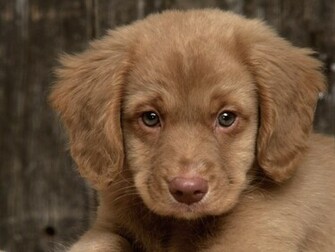 Cute Puppies Desktop Wallpaper