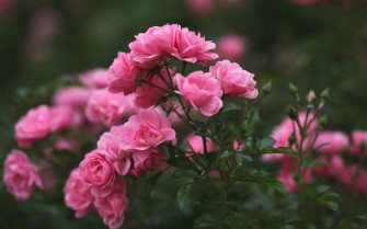 Pink Rose Flower Wallpaper