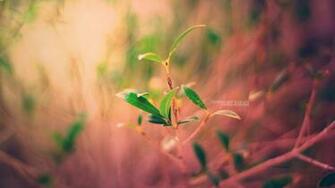 New Plant Life Wallpaper