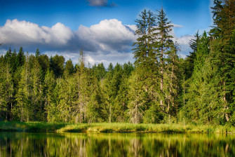 Summer Forest Lake Reflection Wallpaper