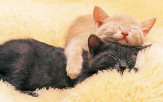 Kittens Wallpaper Sleepy Time Myspace Background