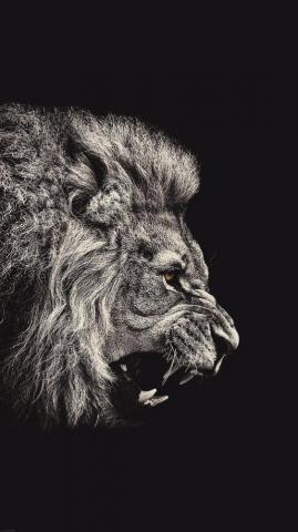 Phone Wallpaper Black And White Lion iPhone