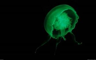 Makeup Sea Jellyfish Wallpaper