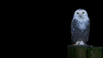 Snowy Owl Wallpaper
