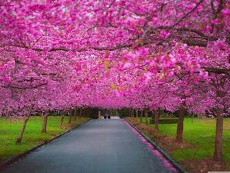 Spring Nature Wallpaper Top Background