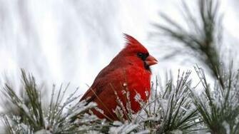 Cardinal Bird HD Wallpaper Wallpaperfx