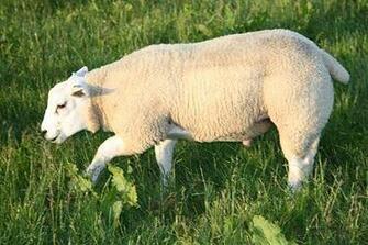 Texel Sheep HD Wallpaper