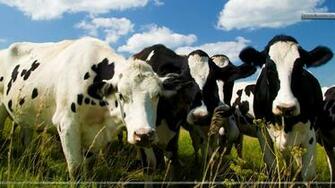 Image Gallery Holstein Cow Wallpaper For