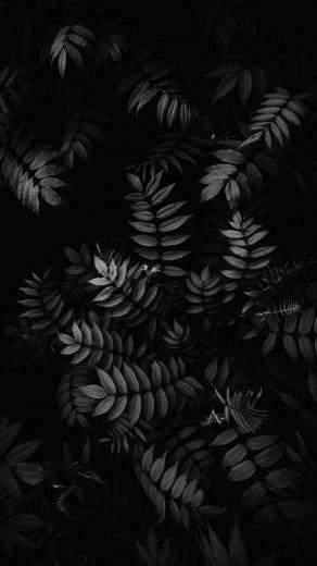 Ios Lockscreen Homescreen Background Apple iPhone Plant