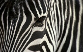 Zebra Close Up Exclusive HD Wallpaper