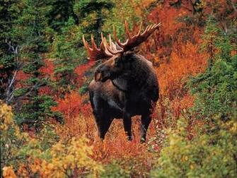Moose In Fall Colors High Quality Animal And Wildlife Computer