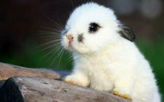 Cute Baby Bunny HD Wallpaper