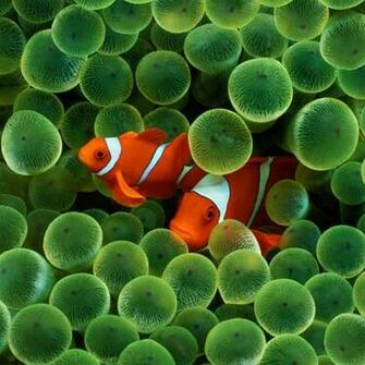 Fish Underwater Wallpaper Background Animals