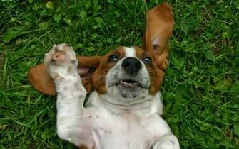 Wallpaper Basset Hound Pictures