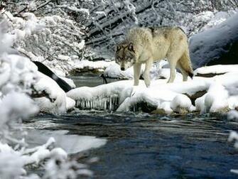 Welcome To Animal Cognizance Animals Living Through Winter