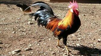Big Rooster Wallpaper Open Walls