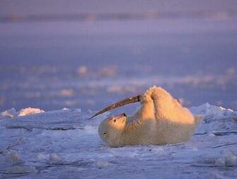Baby Polar Bear Wallpaper