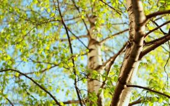 Wallpaper Birch Branch Sky Summer Desktop