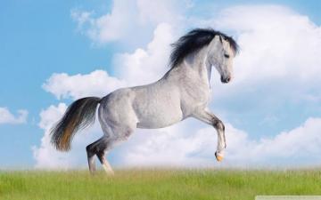 For Gt Beautiful Running White Horse S Cute