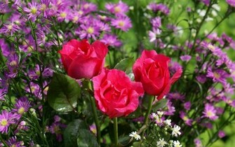 Of Roses Wallpaper E Cards Rose Beautiful