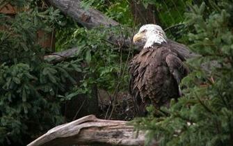 American Bald Eagle Desktop Wallpaper