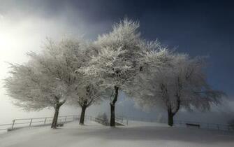 Nice Photo Of Winter Desktop Wallpaper Trees Snow