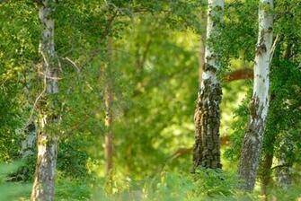 Green Woodpecker Bird Birch Trees Wallpaper