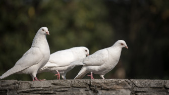 White Dove Wallpaper