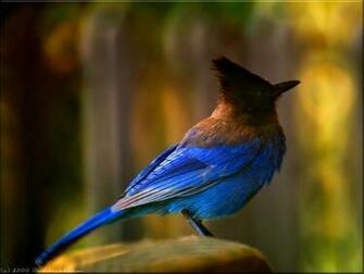 Blue Jay Bird Wallpaper Background