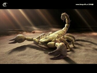 Scorpion 3d Graphics Desktop Wallpaper Pictures