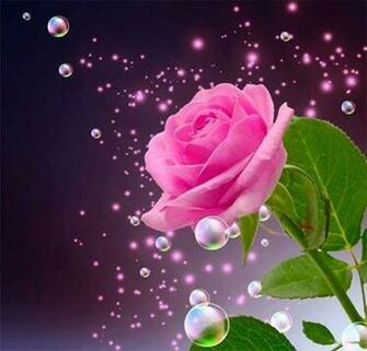 Beautiful Natural Flowers Image Wallpaper